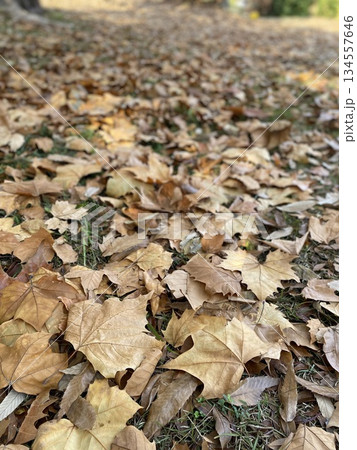 前景に落ち葉が広がる秋の公園の背景イメージ 前景に落ち葉が広がる秋の公園の背景イメージ 134557646