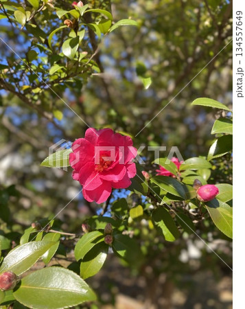 青空と緑に映える赤い椿の花 青空と緑に映える赤い椿の花 134557649
