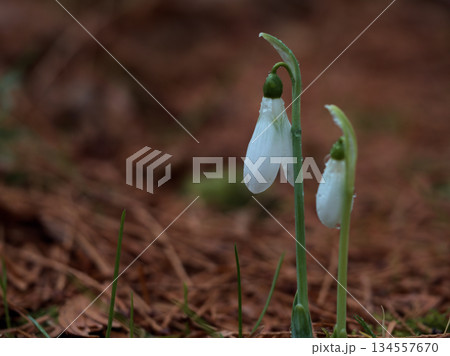 雨の降る12月に咲いた可憐な白いスノードロップの花 雨の降る12月に咲いた可憐な白いスノードロップの花 134557670
