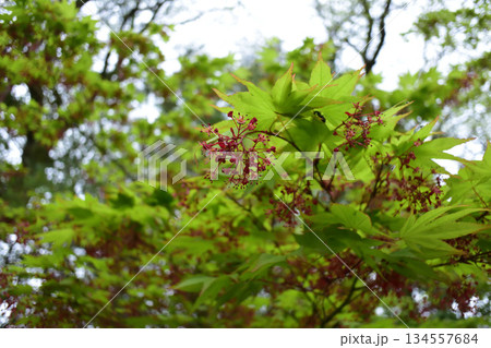 モミジの花 134557684