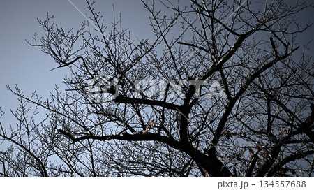 冬枯れした桜の木と青空 冬枯れした桜の木と青空 134557688