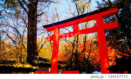 秋　紅葉の中の鳥居 134557713