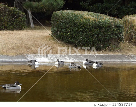 稲毛海浜公園浜ノ池の冬の渡り鳥オナガガモ 134557717