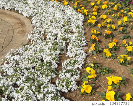 黄色い可愛い花のビオラと白いの花ノースポールの花 134557723