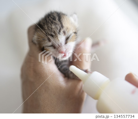 A kind woman is feeding his white-brown baby kitten with a bottle of milk. 134557734
