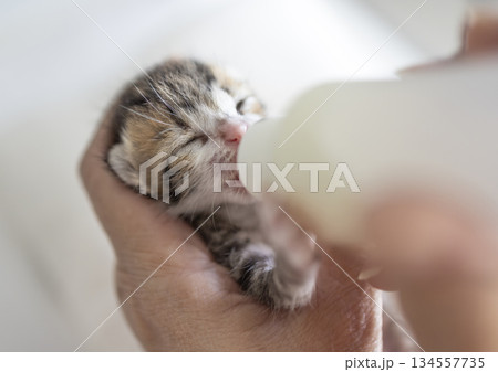 Man is feeding his white-brown baby kitten with a bottle of milk. Man is feeding his white-brown baby kitten with a bottle of milk. 134557735
