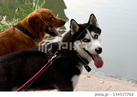 Siberian Husky and Golden Retriever by the Lake 134557768