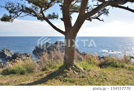 Tree Overlooking Rocky Coastline and Ocean Tree Overlooking Rocky Coastline and Ocean 134557770