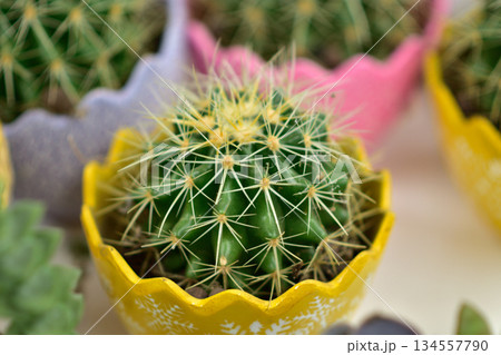 Cactus in Yellow Decorative Pot 134557790