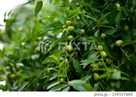 Lush Green Plant with Small Fruits 134557804