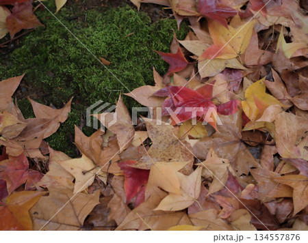 雨の降る12月に降り積もった紅葉したフウの落ち葉 雨の降る12月に降り積もった紅葉したフウの落ち葉 134557876
