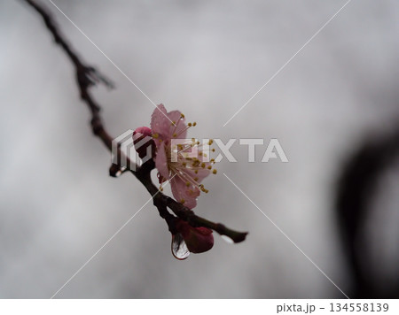 雨の降る12月に咲いた梅の花「紅冬至(コウトウジ)」 雨の降る12月に咲いた梅の花「紅冬至(コウトウジ)」 134558139