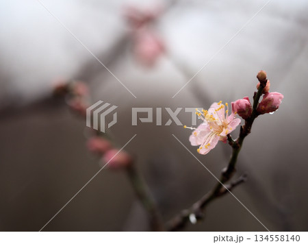 雨の降る12月に咲いた梅の花「紅冬至（コウトウジ）」 134558140