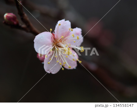 雨の降る12月に咲いた梅の花「紅冬至（コウトウジ）」 134558147