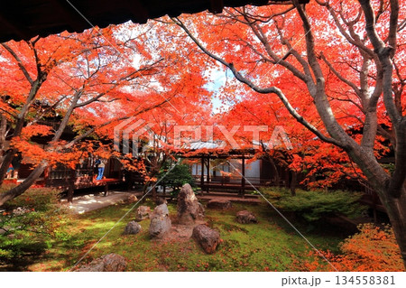 【京都府】建仁寺本坊潮音庭(三連の庭)の紅葉 【京都府】建仁寺本坊潮音庭(三連の庭)の紅葉 134558381