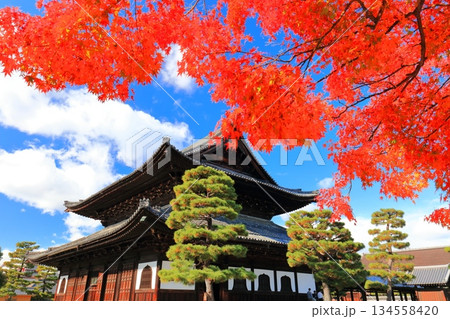 【京都府】晴天の建仁寺の法堂と紅葉 【京都府】晴天の建仁寺の法堂と紅葉 134558420