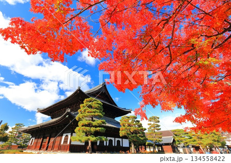 【京都府】晴天の建仁寺の法堂と紅葉 【京都府】晴天の建仁寺の法堂と紅葉 134558422