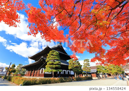 【京都府】晴天の建仁寺の法堂と紅葉 134558424