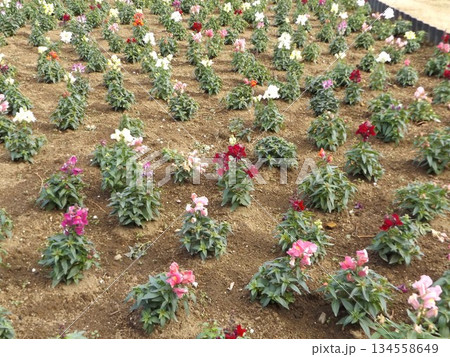 花期の長いストックの白い花 134558649