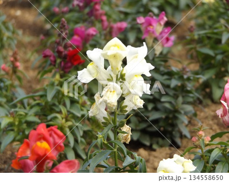 花期の長いストックの白い花 花期の長いストックの白い花 134558650
