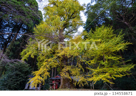 鷹屋神社とイチョウ(霧島市) 鷹屋神社とイチョウ(霧島市) 134558671