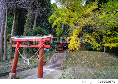 鷹屋神社とイチョウ（霧島市） 134558673