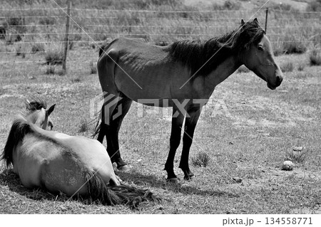 Wild Horses in a Grassy Field 134558771