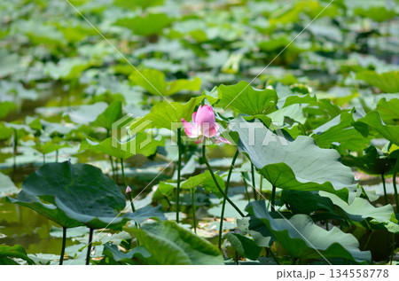 Serene Pond with Pink Lotus Flower 134558778