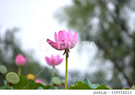 Pink Lotus Flower in Lush Green Pond 134558813