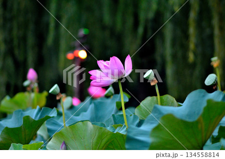 Pink Lotus Flower in Lush Green Pond 134558814