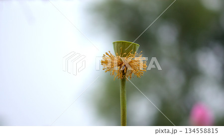 Close-up of Lotus Seed Pods in Nature 134558815