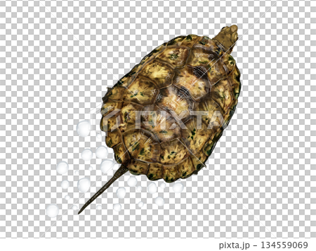 Japanese pond turtle watercolor style 134559069