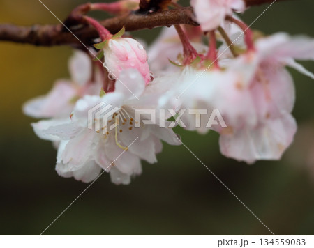 雨の降る12月に咲いたピンク色のサクラ「十月桜（ジュウガツザクラ）」 134559083
