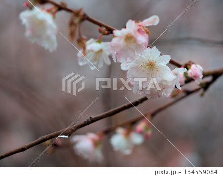 雨の降る12月に咲いたピンク色のサクラ「十月桜（ジュウガツザクラ）」 134559084