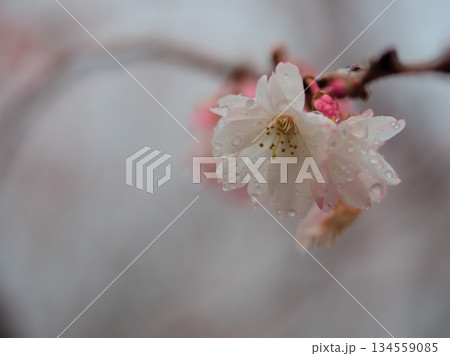 雨の降る12月に咲いたピンク色のサクラ「十月桜（ジュウガツザクラ）」 134559085