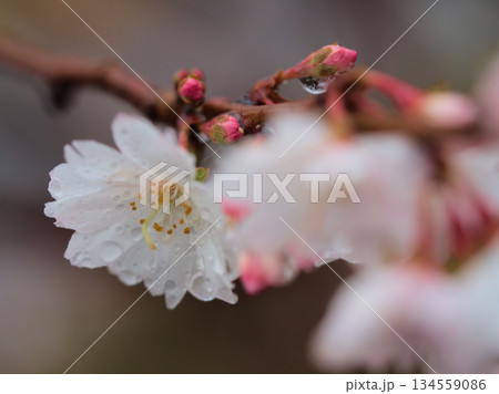 雨の降る12月に咲いたピンク色のサクラ「十月桜（ジュウガツザクラ）」 134559086