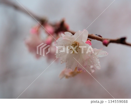 雨の降る12月に咲いたピンク色のサクラ「十月桜（ジュウガツザクラ）」 134559088