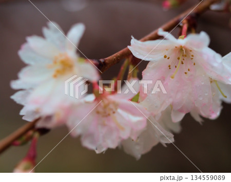 雨の降る12月に咲いたピンク色のサクラ「十月桜（ジュウガツザクラ）」 134559089