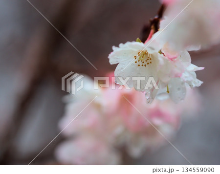 雨の降る12月に咲いたピンク色のサクラ「十月桜（ジュウガツザクラ）」 134559090