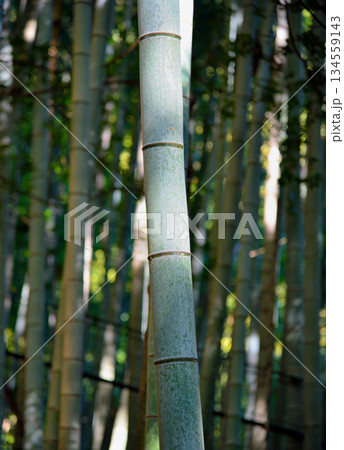 Bamboo Stalks in a Serene Forest Bamboo Stalks in a Serene Forest 134559143