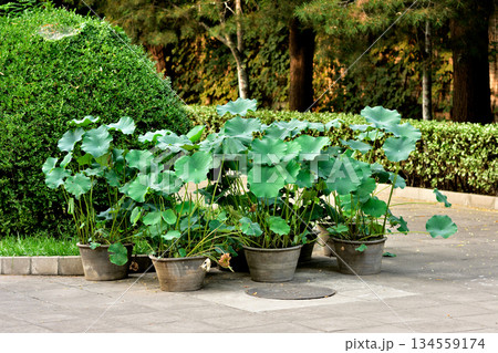 Potted Lotus Plants with Green Leaves Potted Lotus Plants with Green Leaves 134559174