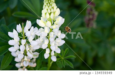White lupine blooms attract a busy bee in a vibrant garden during springtime 134559349