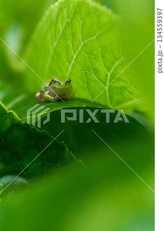 紫陽花の葉の上で安らぎリラックスする一匹のニホンアマガエル 紫陽花の葉の上で安らぎリラックスする一匹のニホンアマガエル 134559397