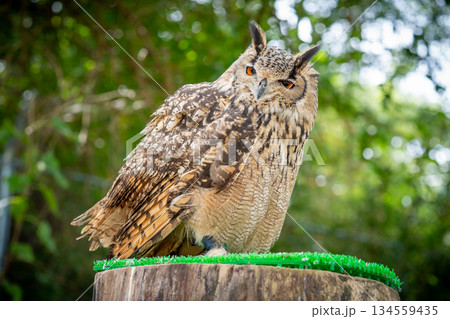 何かをにらみつけているフクロウ 134559435