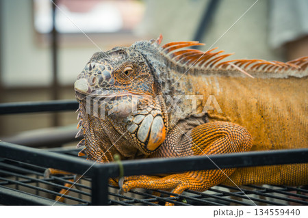 飼育されて人間慣れしているイグアナ 134559440