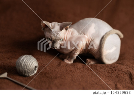 Portrait of sphynx cat with game ball 134559658