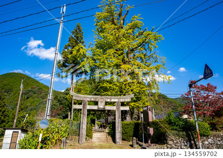 日向神社と大銀杏の風景（八女市） 134559702