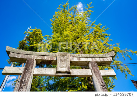 日向神社と大銀杏の風景（八女市） 134559707