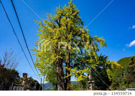 日向神社と大銀杏の風景（八女市） 134559714