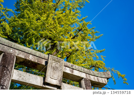 日向神社と大銀杏の風景(八女市) 日向神社と大銀杏の風景(八女市) 134559718